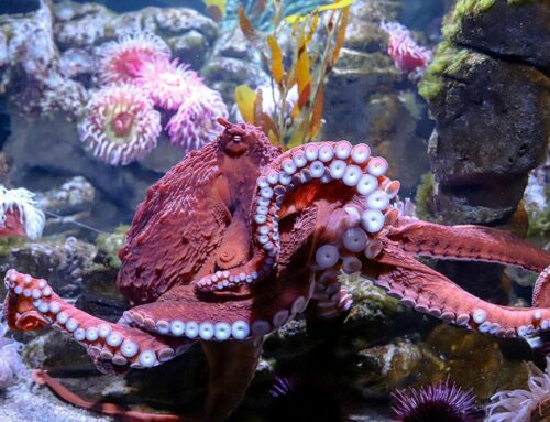 New England Aquarium