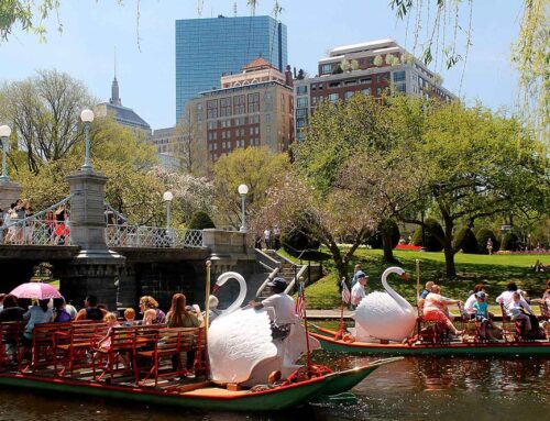 Swan Boats of Boston